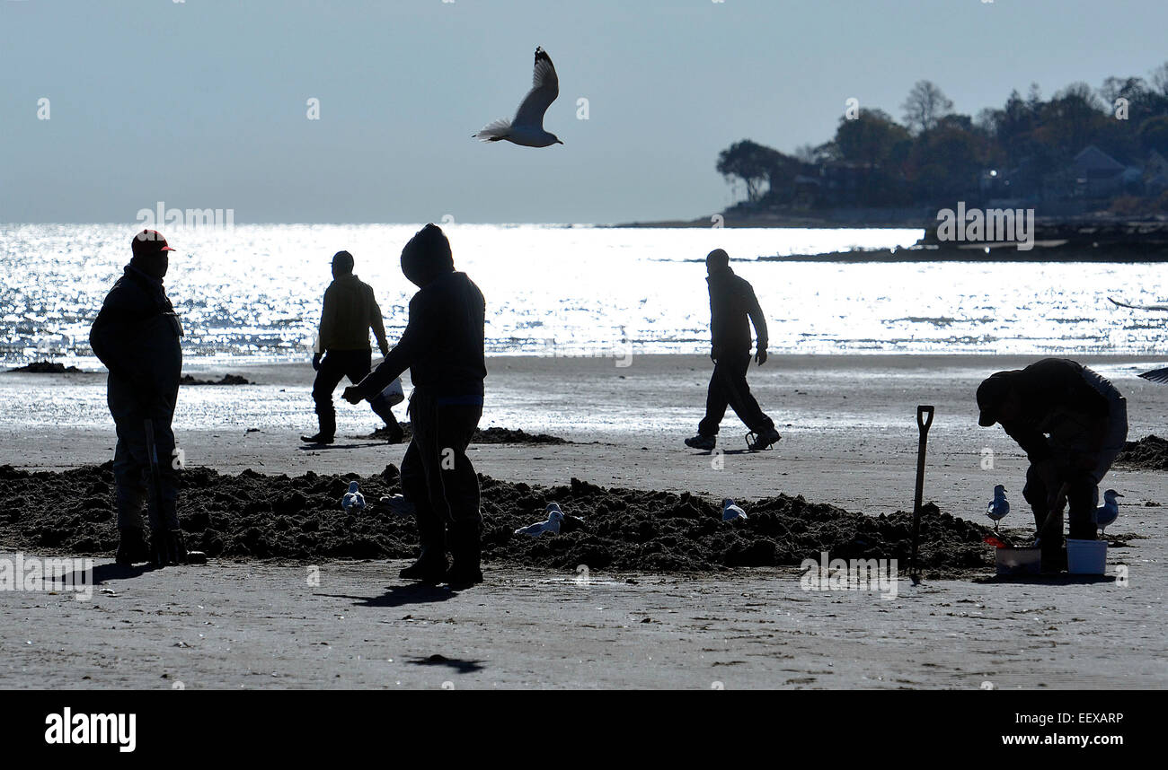Angler Graben nach Muscheln am Strand entlang in West Haven zum Fischen auf Stripers am Montagnachmittag. Stockfoto