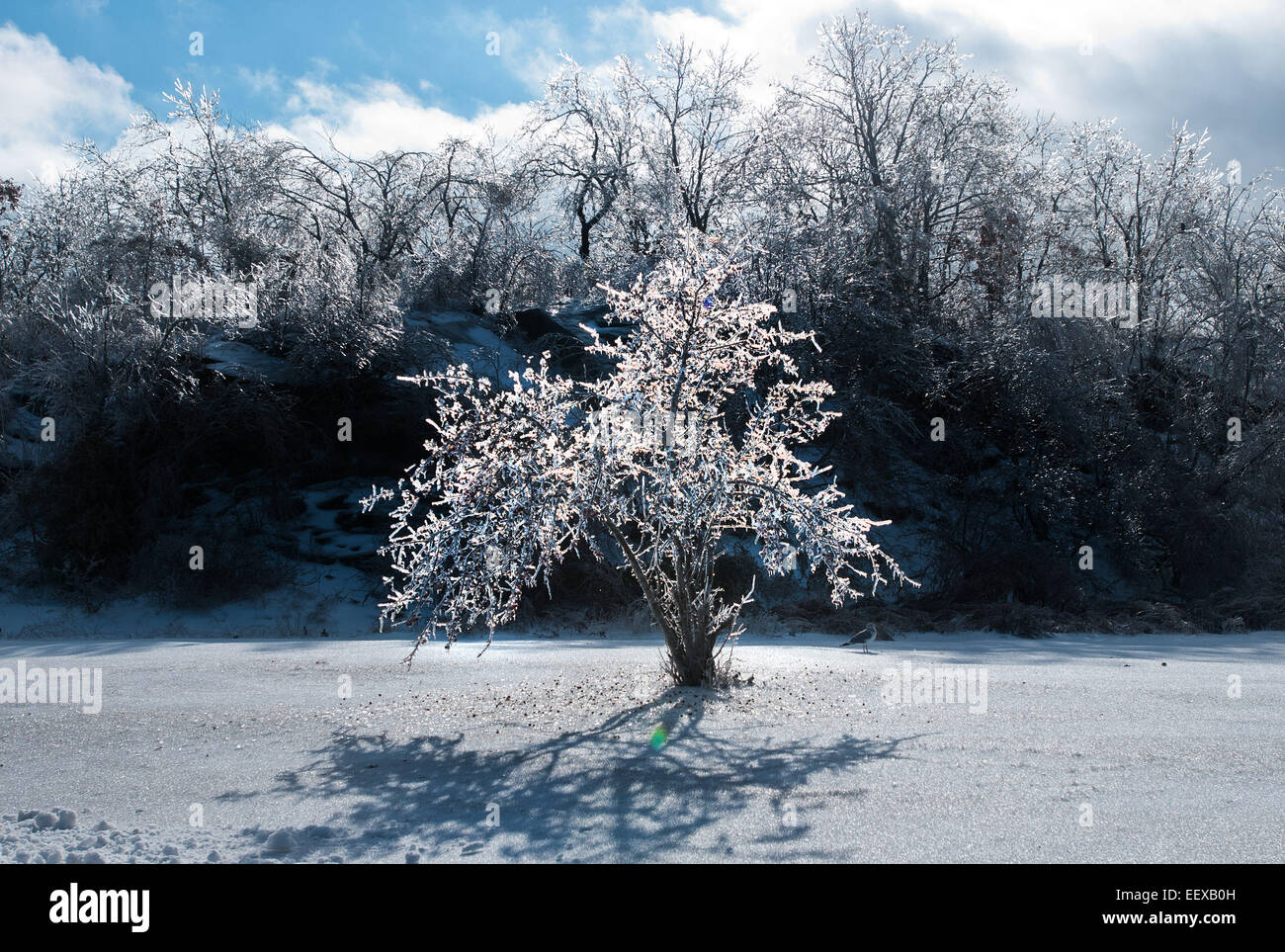 Eisiges Wetter in West Haven CT USA nach einem Winter-Eis-Sturm Stockfoto