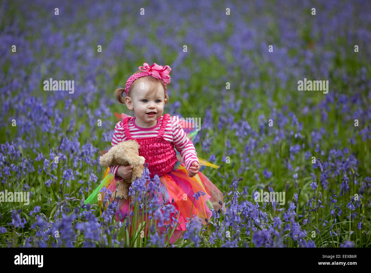 Kleines Mädchen hält einen Teddy und zu Fuß durch wilde Glockenblumen in England. Stockfoto