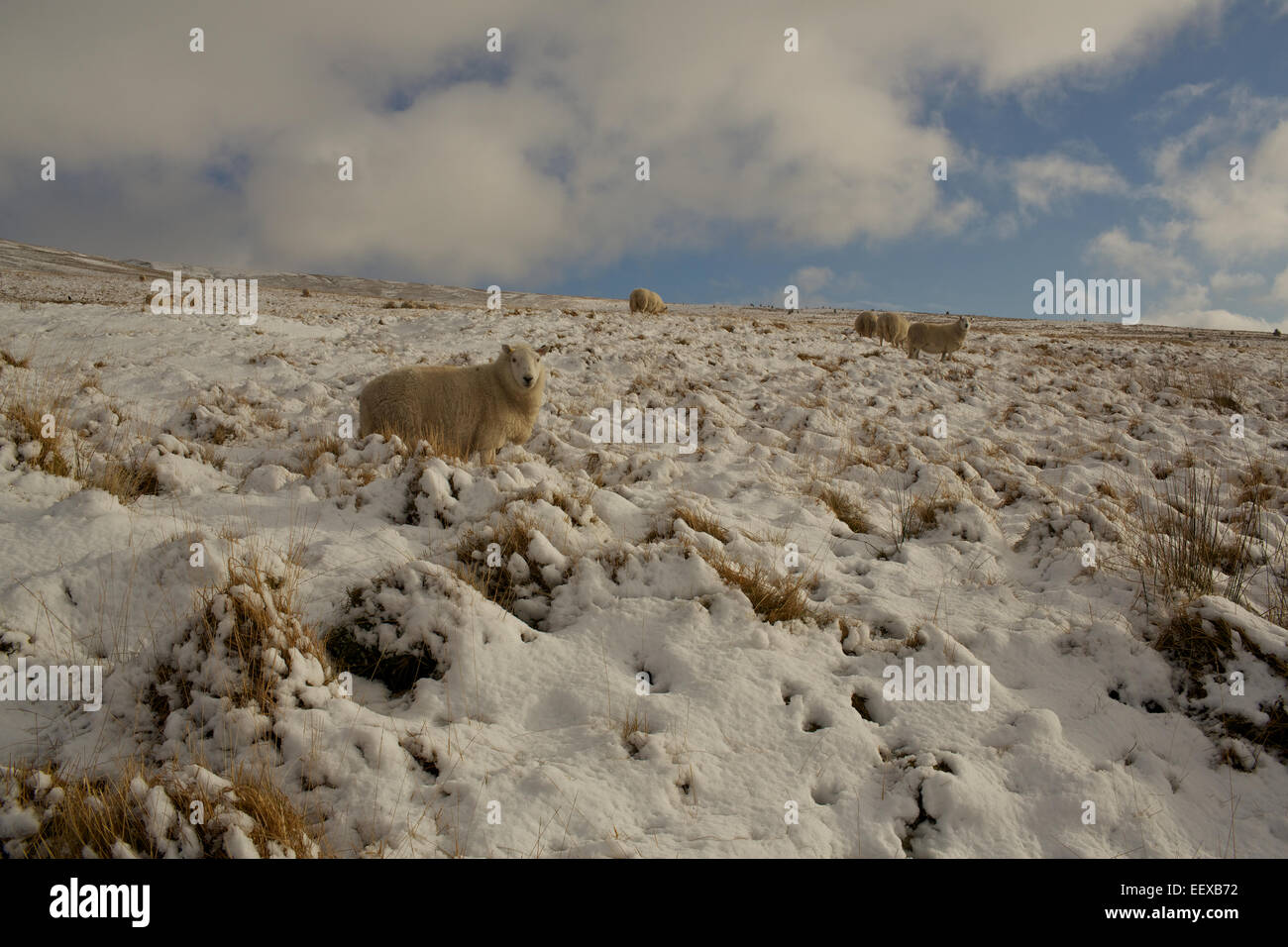 Schafe auf dem oberen Schneeberg, Brecon Beacons National Park, Wales, Vereinigtes Königreich, EU. Stockfoto