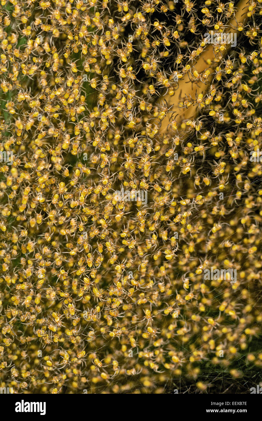 Jungspinnen Gruppe zusammen im Nest nach dem Schlupf. Stockfoto