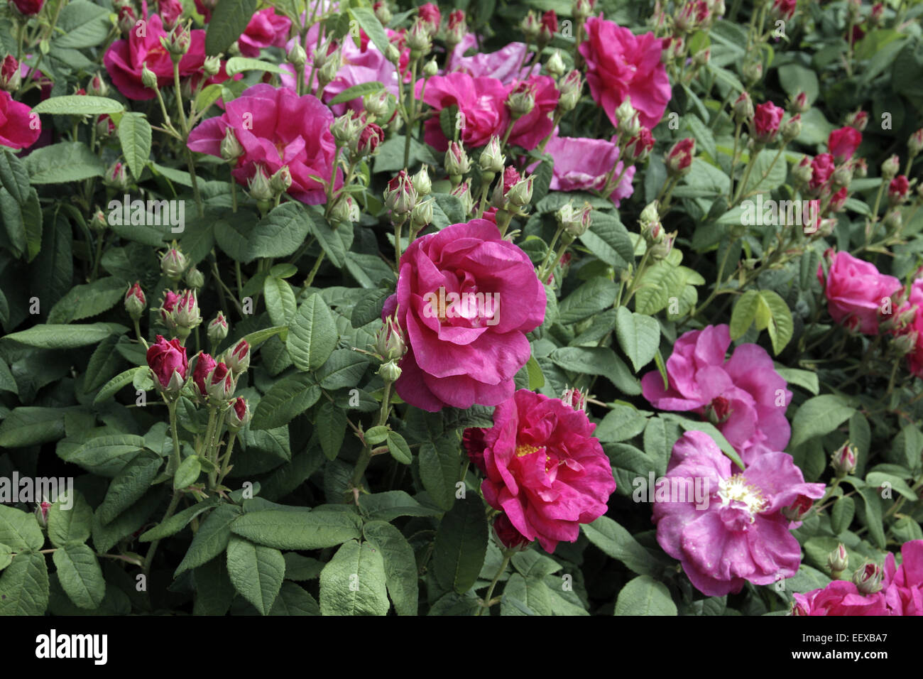 Rosa Gallica Var Officinalis AGM Stockfoto