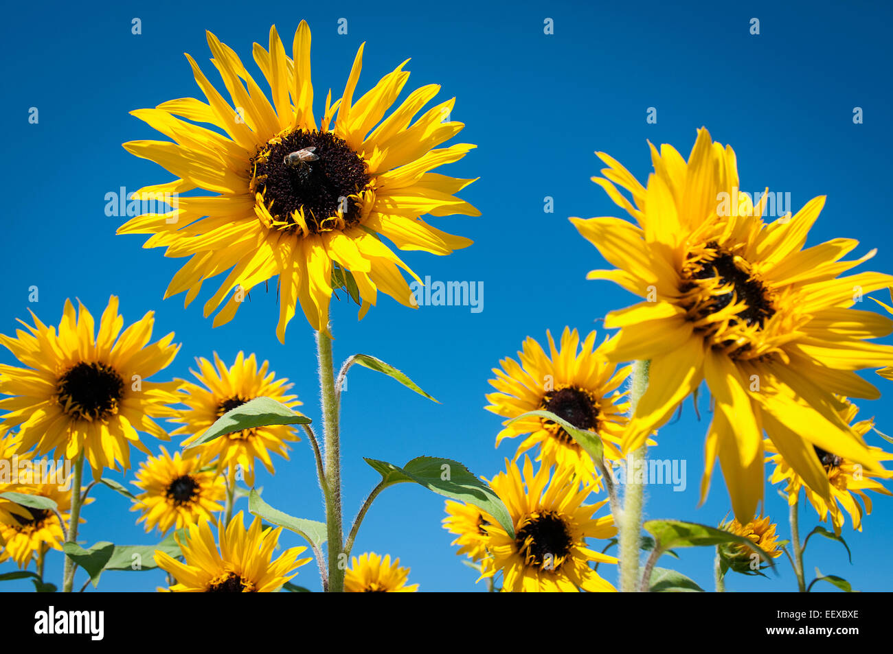 Eine Biene auf einer Sonnenblume auf Sauvie Island, Oregon sitzt. Stockfoto