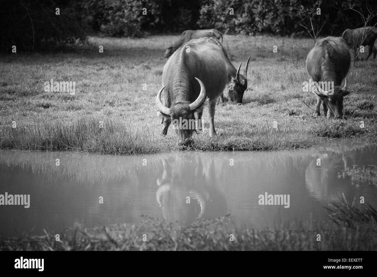 Asien-Büffel in Wiese in thailand Stockfoto