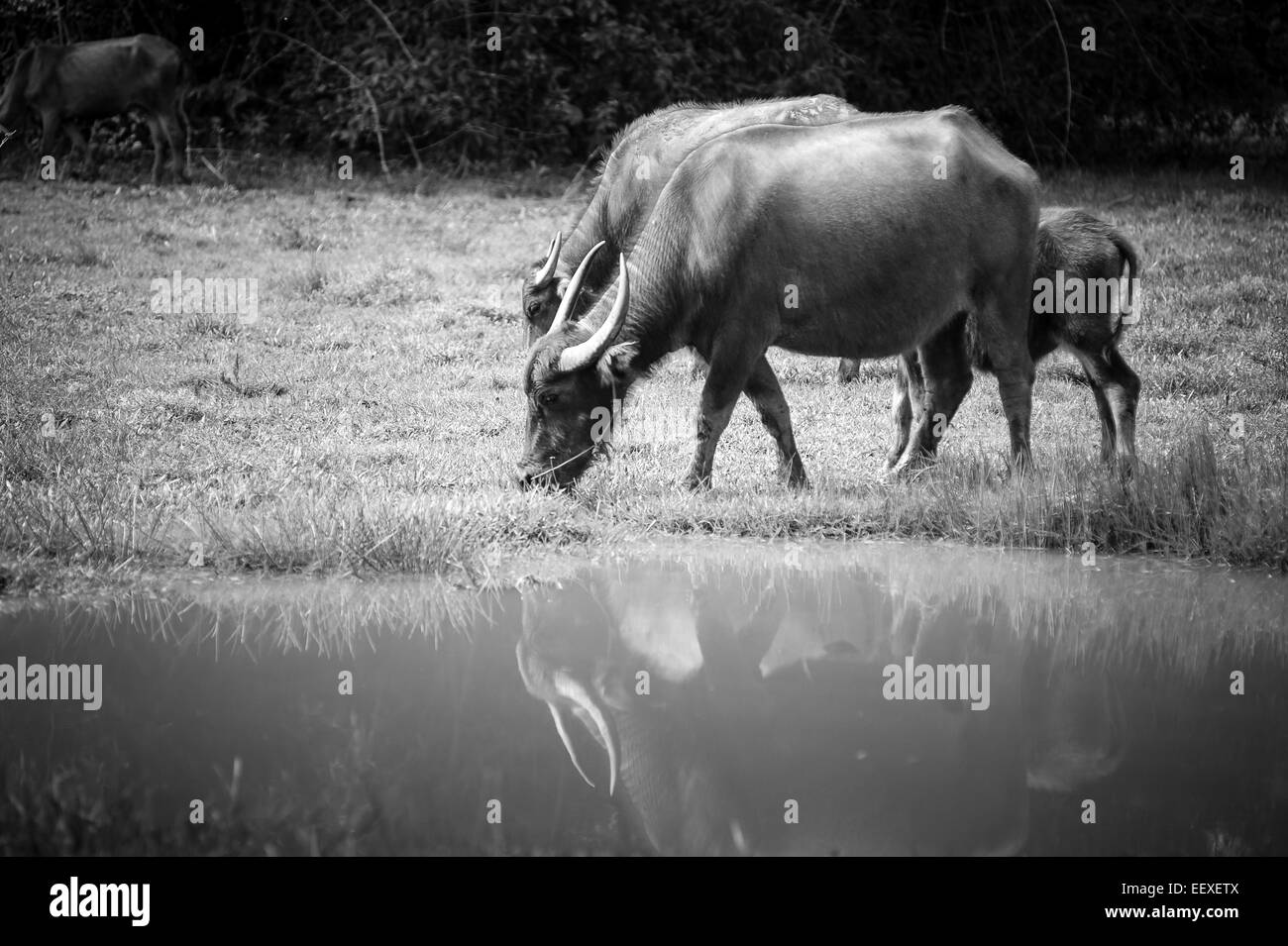 Asien-Büffel in Wiese in thailand Stockfoto