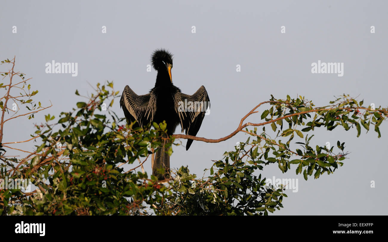 Anhinga (Anhinga Anhinga) an den Büschen von Venedig Rookery in Zentral-Florida, Amerika, USA Stockfoto