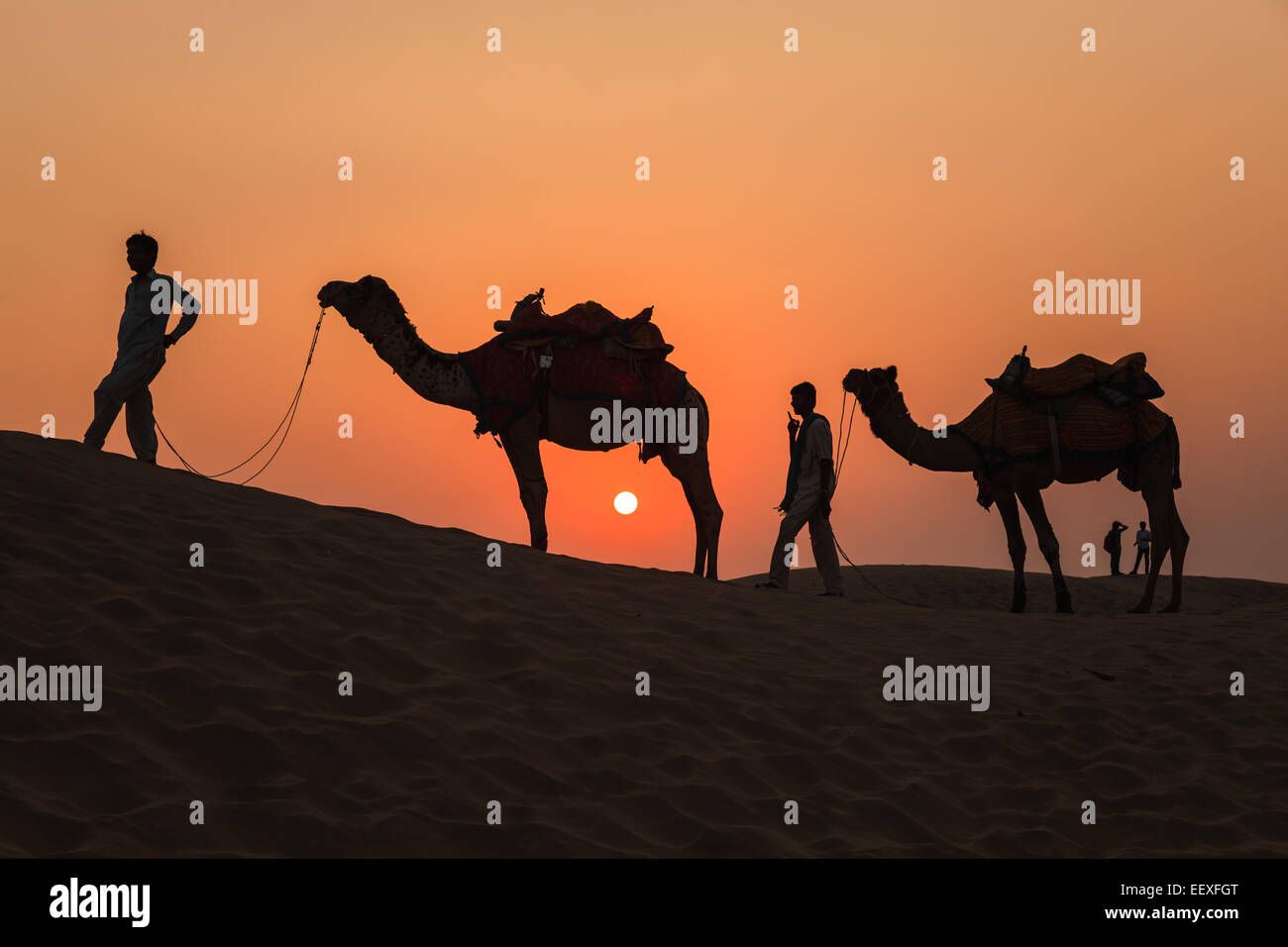 Kamele und Sonnenuntergang in der Wüste Thar in Jaisalmer, Rajasthan, Indien Stockfoto