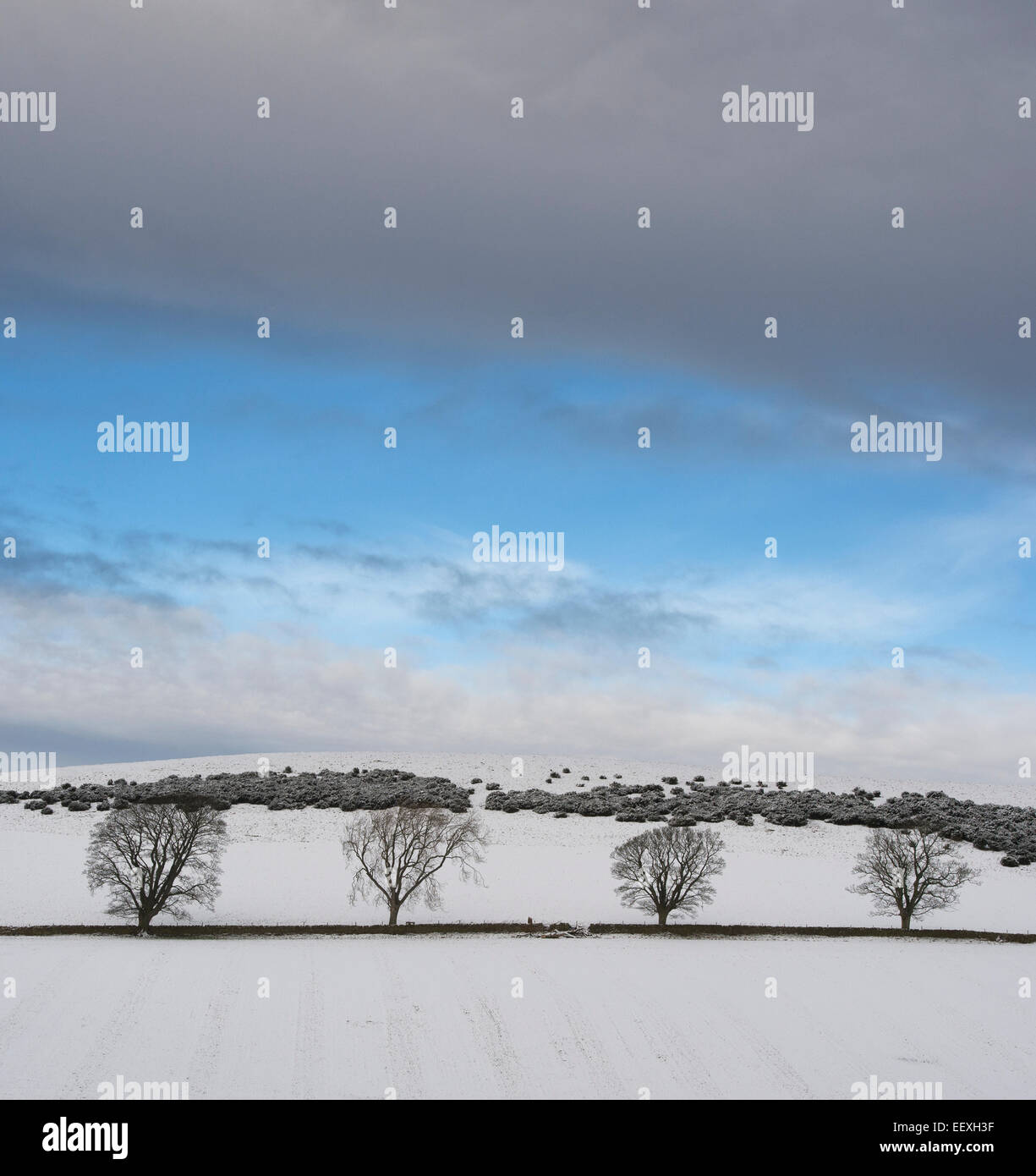 Hügel, Feld und Bäume im Winterschnee mit Wolkenbedeckung. Peebleshire. Schottland Stockfoto