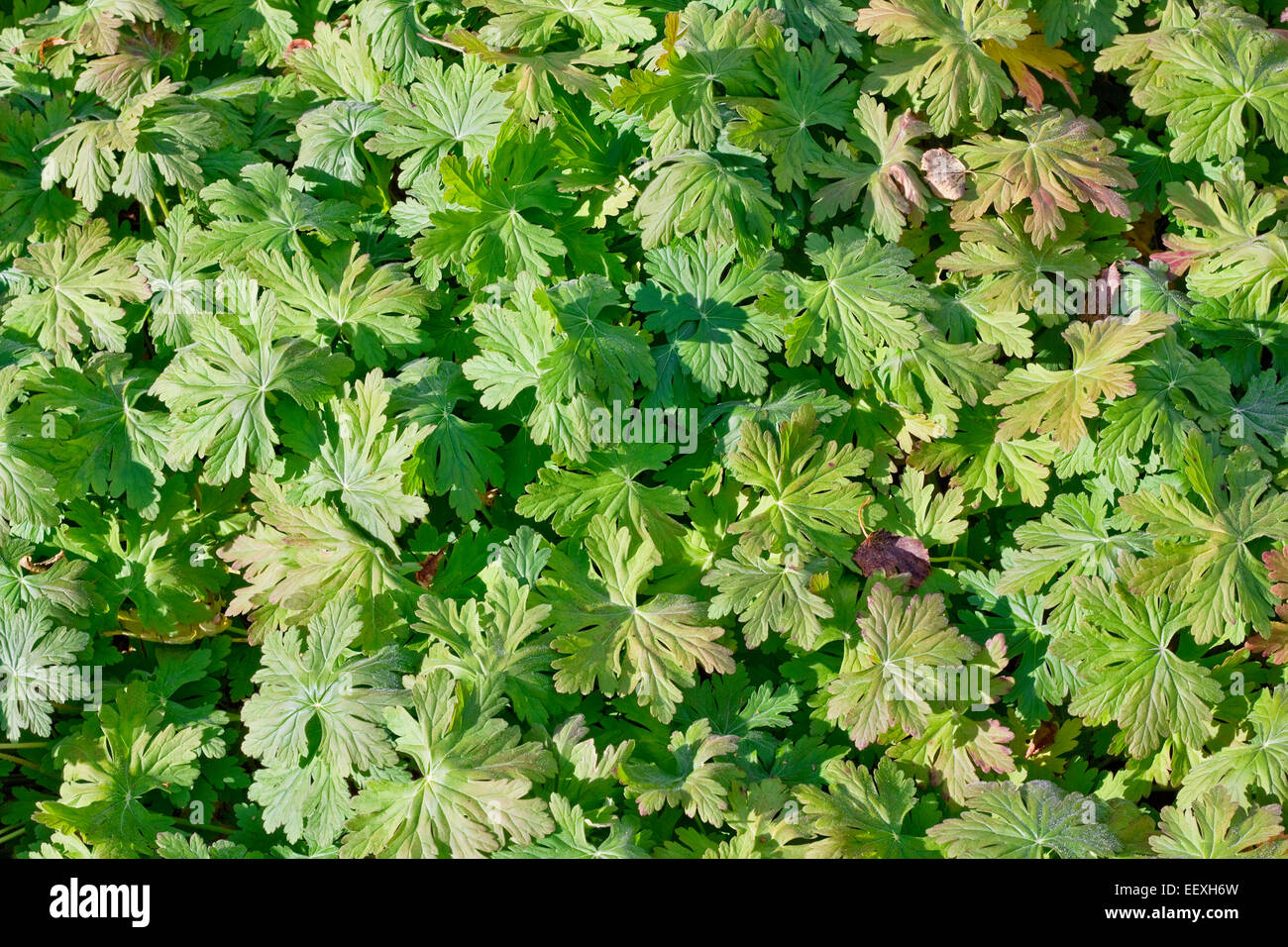 Footed sonnigen grüne Blätter Blumen Hintergrund Stockfoto