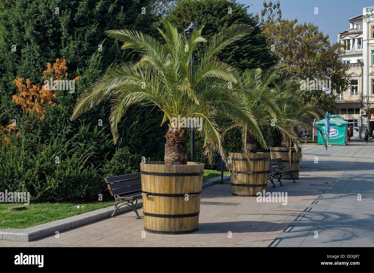 Blumentopf mit Palmen im Garten Ruse, Bulgarien Stockfotografie - Alamy