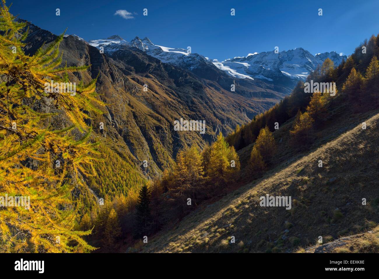 Herbst im Nationalpark Gran Paradiso, Valnontey, Piemont, Italien Stockfoto