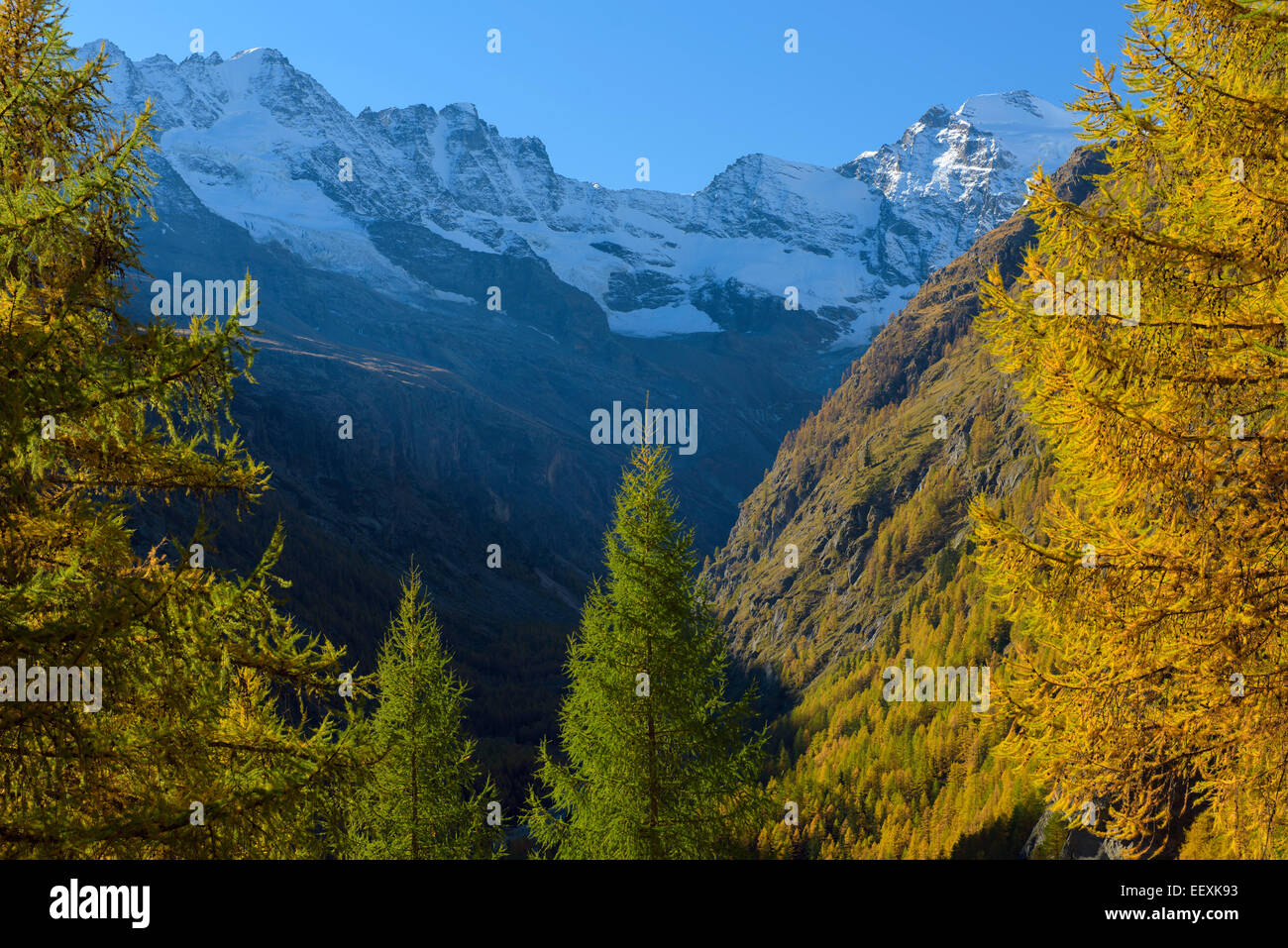 Herbst im Nationalpark Gran Paradiso, Valnontey, Piemont, Italien Stockfoto