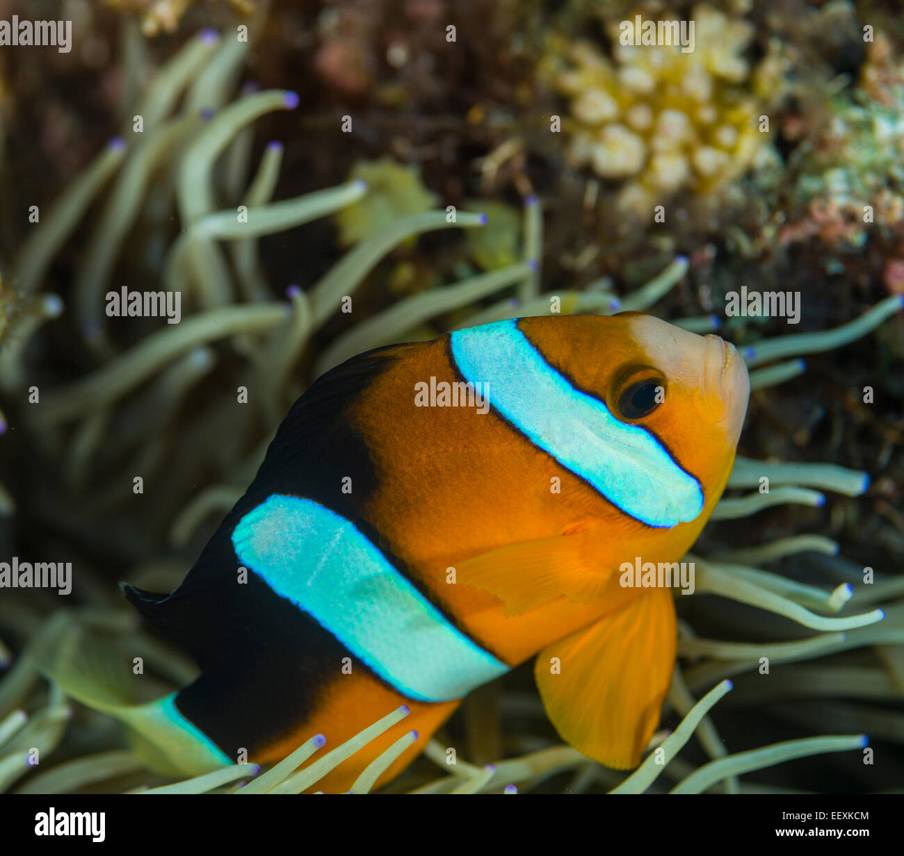 Anemonenfische spähen aus einer anemone Stockfoto