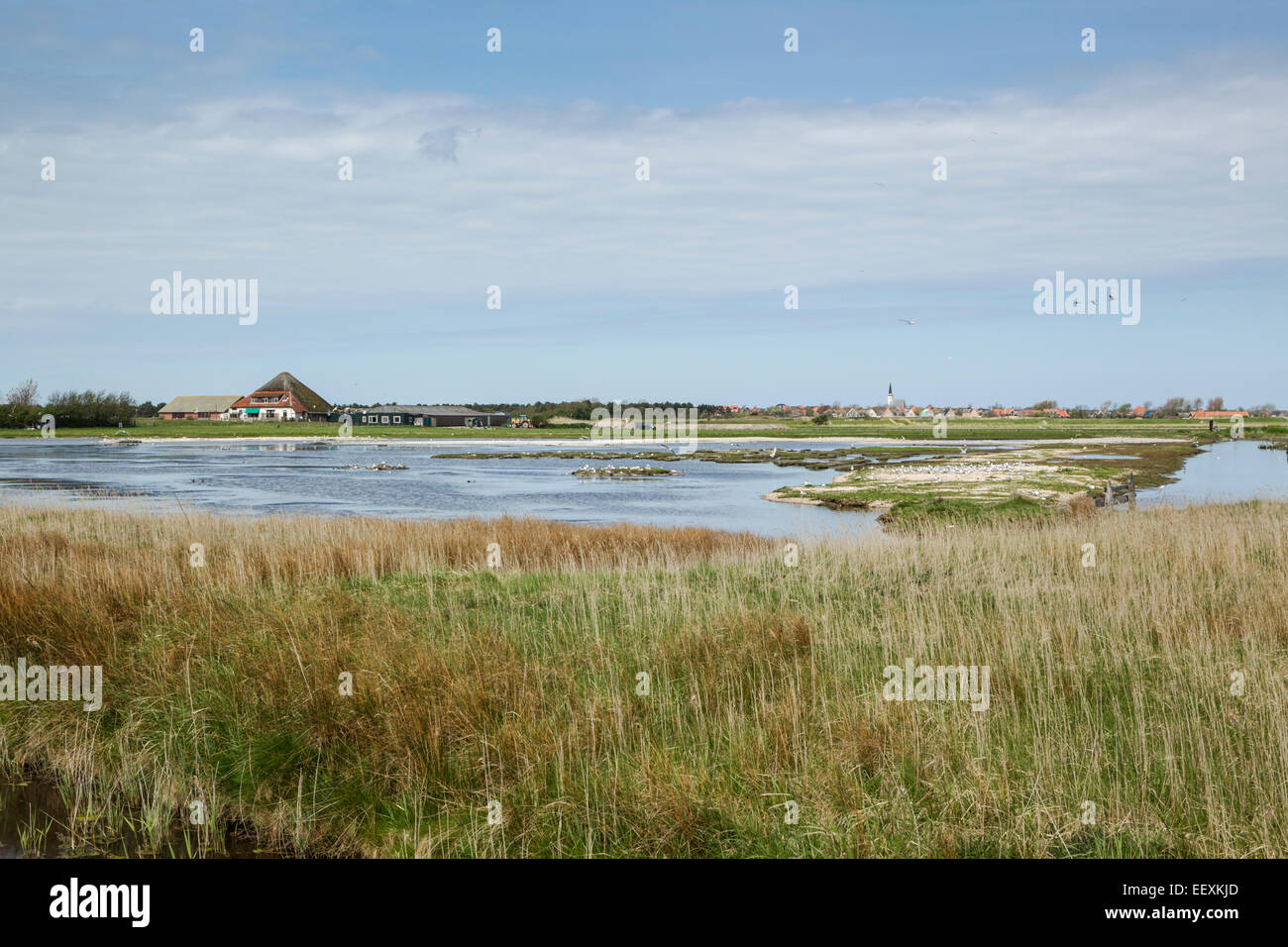 Wenig Tern Kolonie De Petten auf Insel Texel, Holland Stockfoto