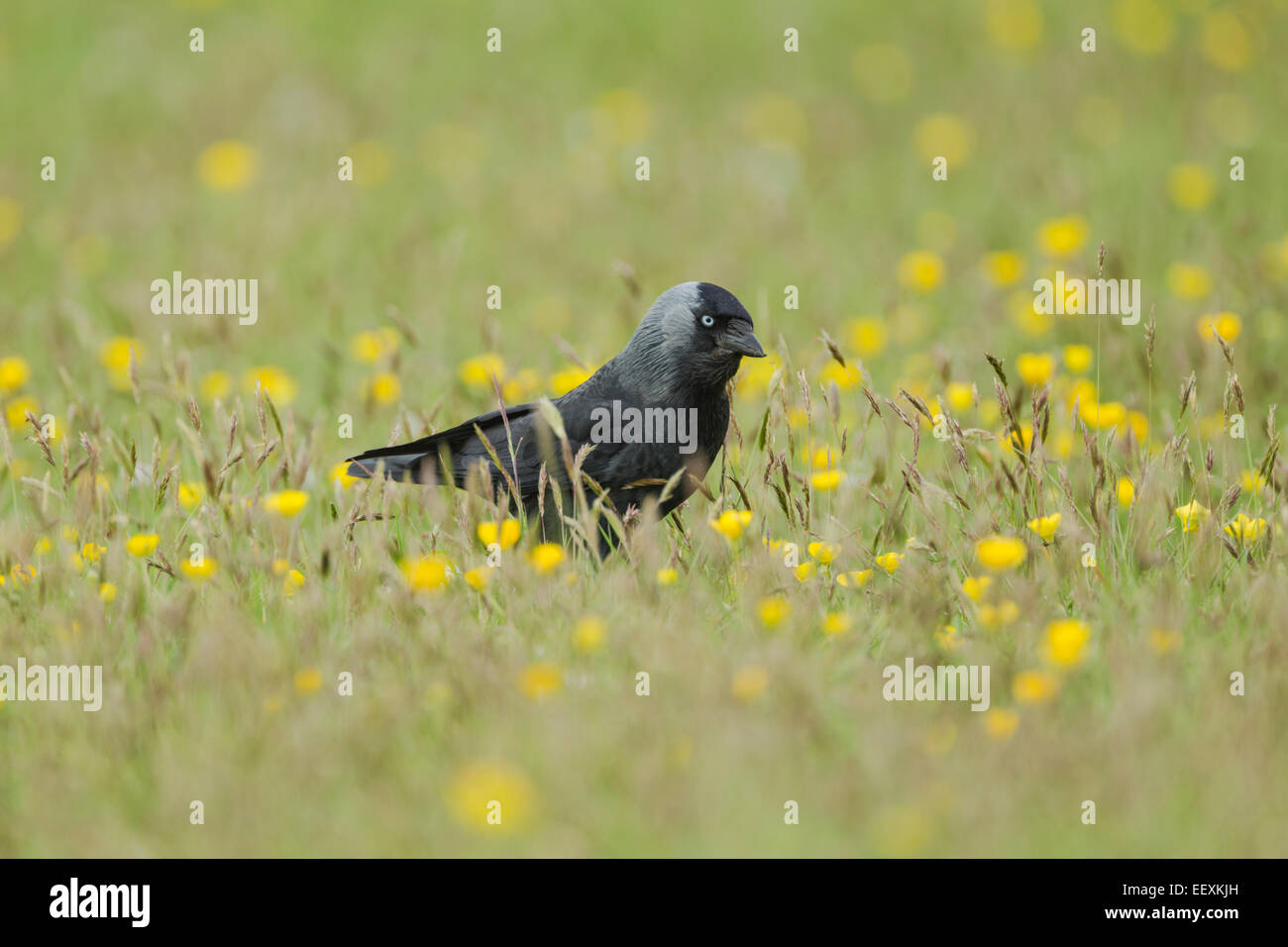 Westlichen Dohle kann lateinischer Name Corvus Monedula unter Butterblumen Stockfoto