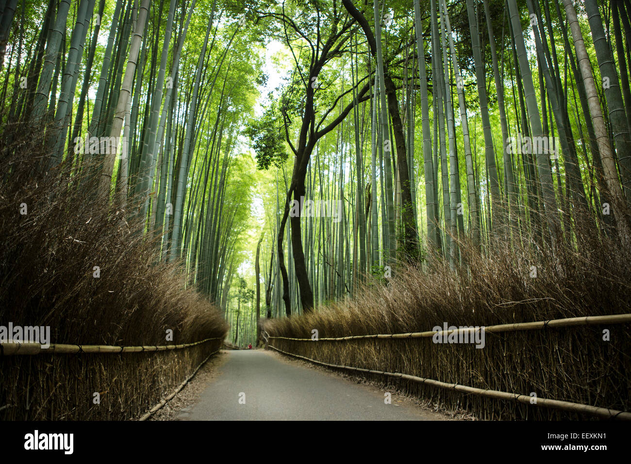 Bambushain Arashiyama Stockfoto