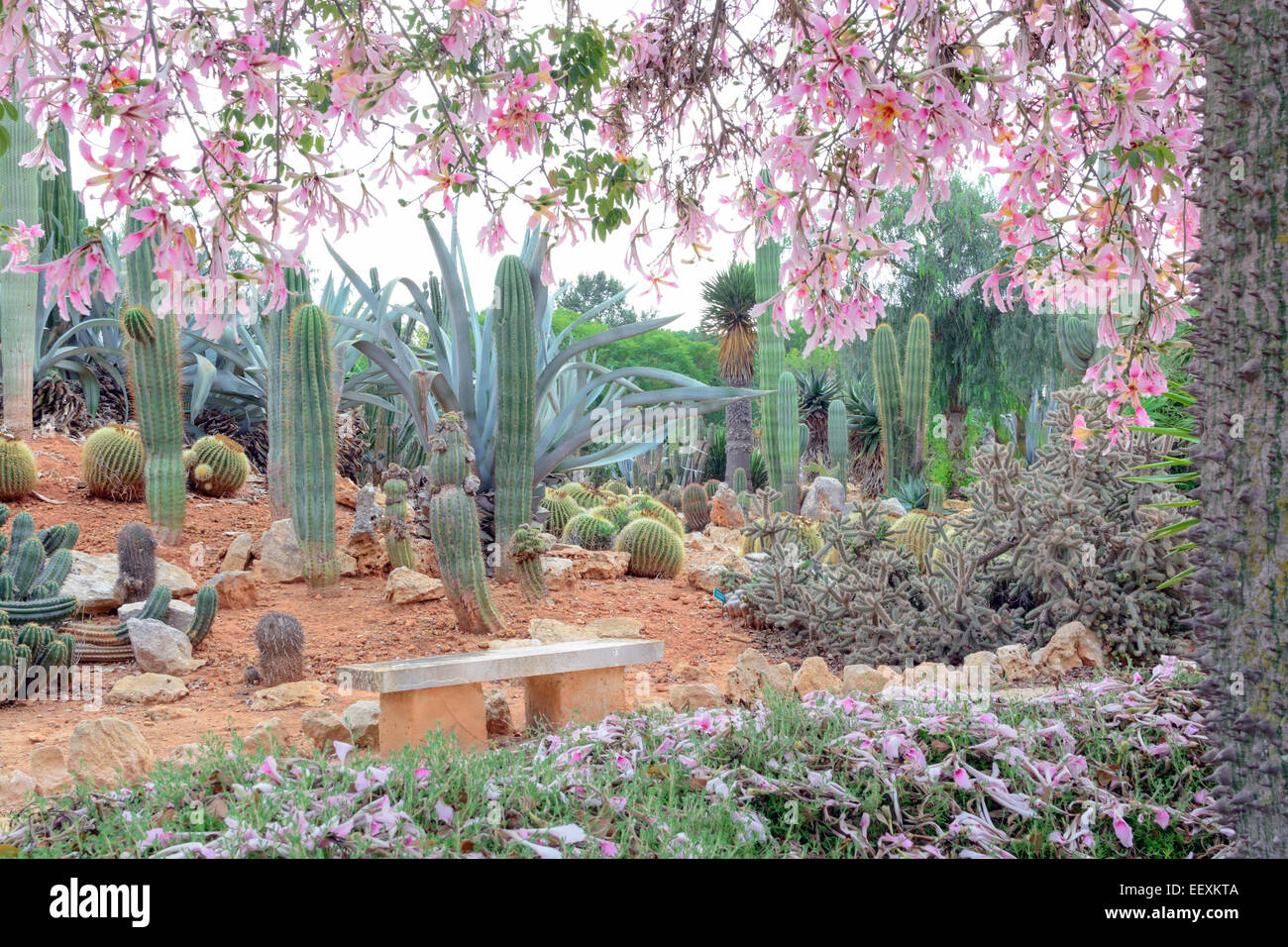 Seide Zahnseide Baum, Chorisia Speciosa, mit einer Fülle von rosa Blüten im Kaktus-Park. Stockfoto