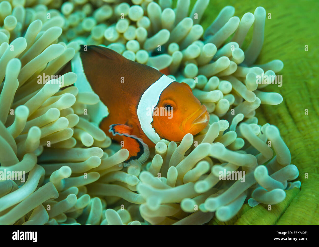 Clownfische in einer prächtigen anemone Stockfoto