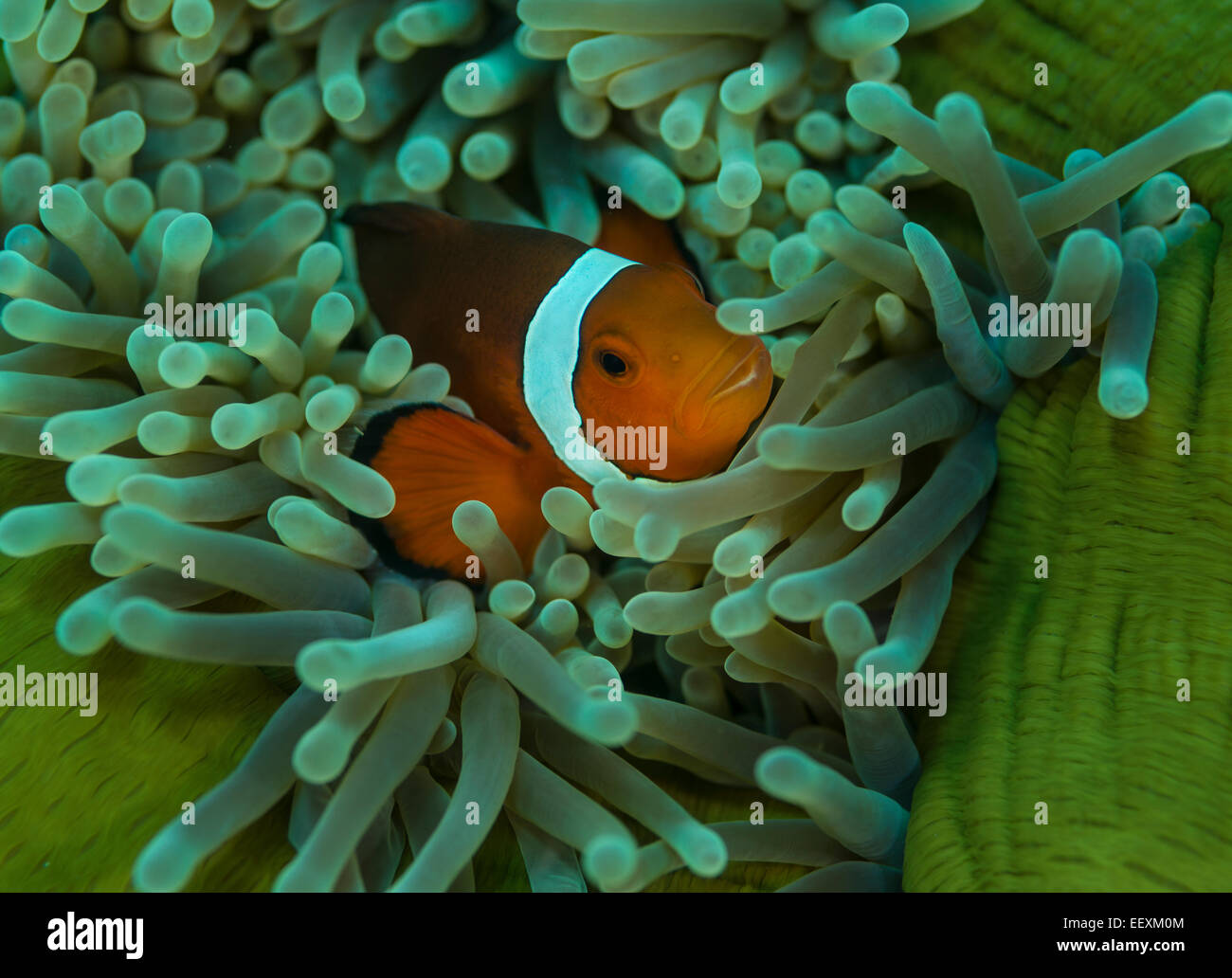 Clownfische in einer prächtigen anemone Stockfoto