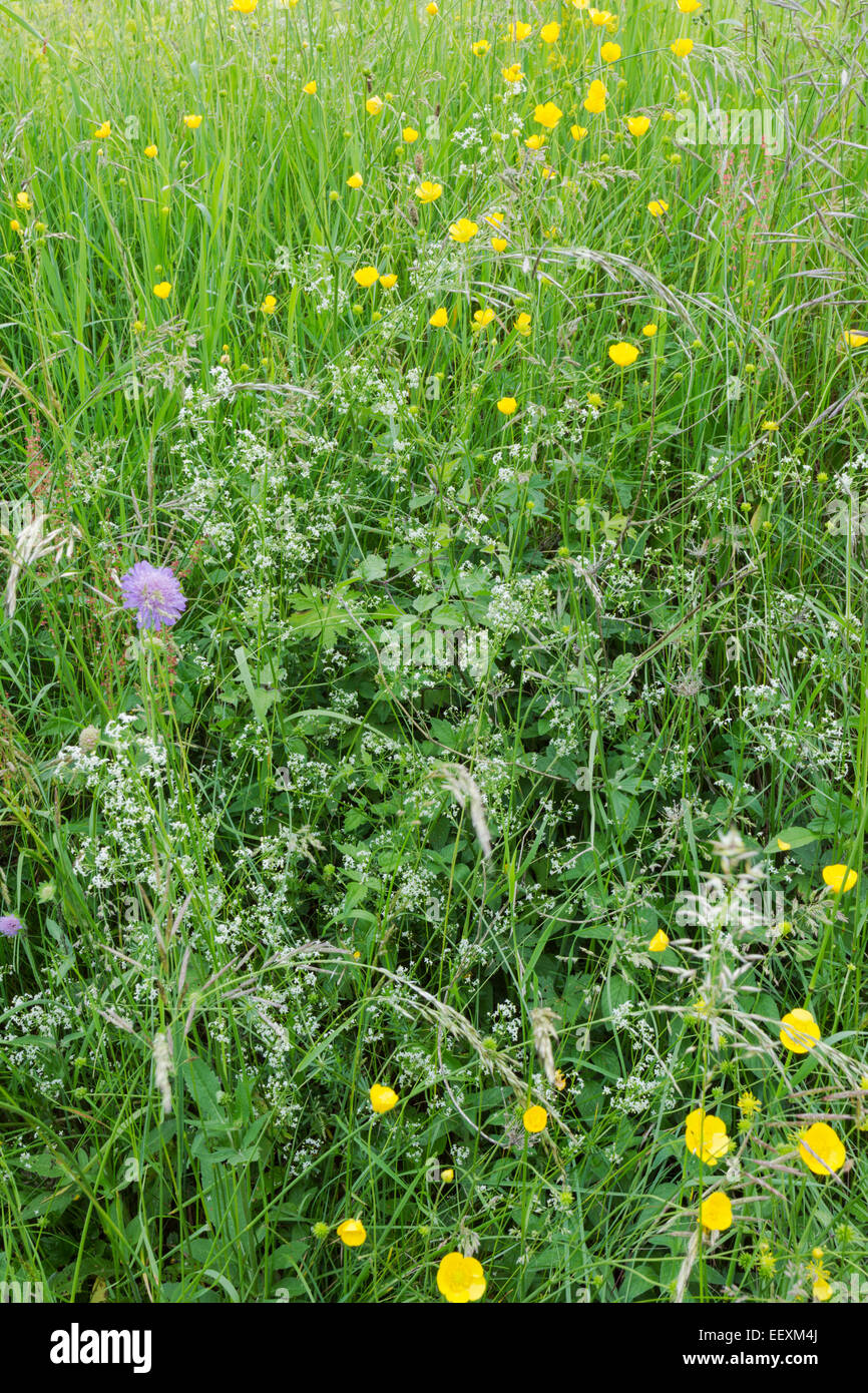 Wildblumen und Rasen zu mischen, einschließlich Feld Witwenblume und Butterblumen Stockfoto