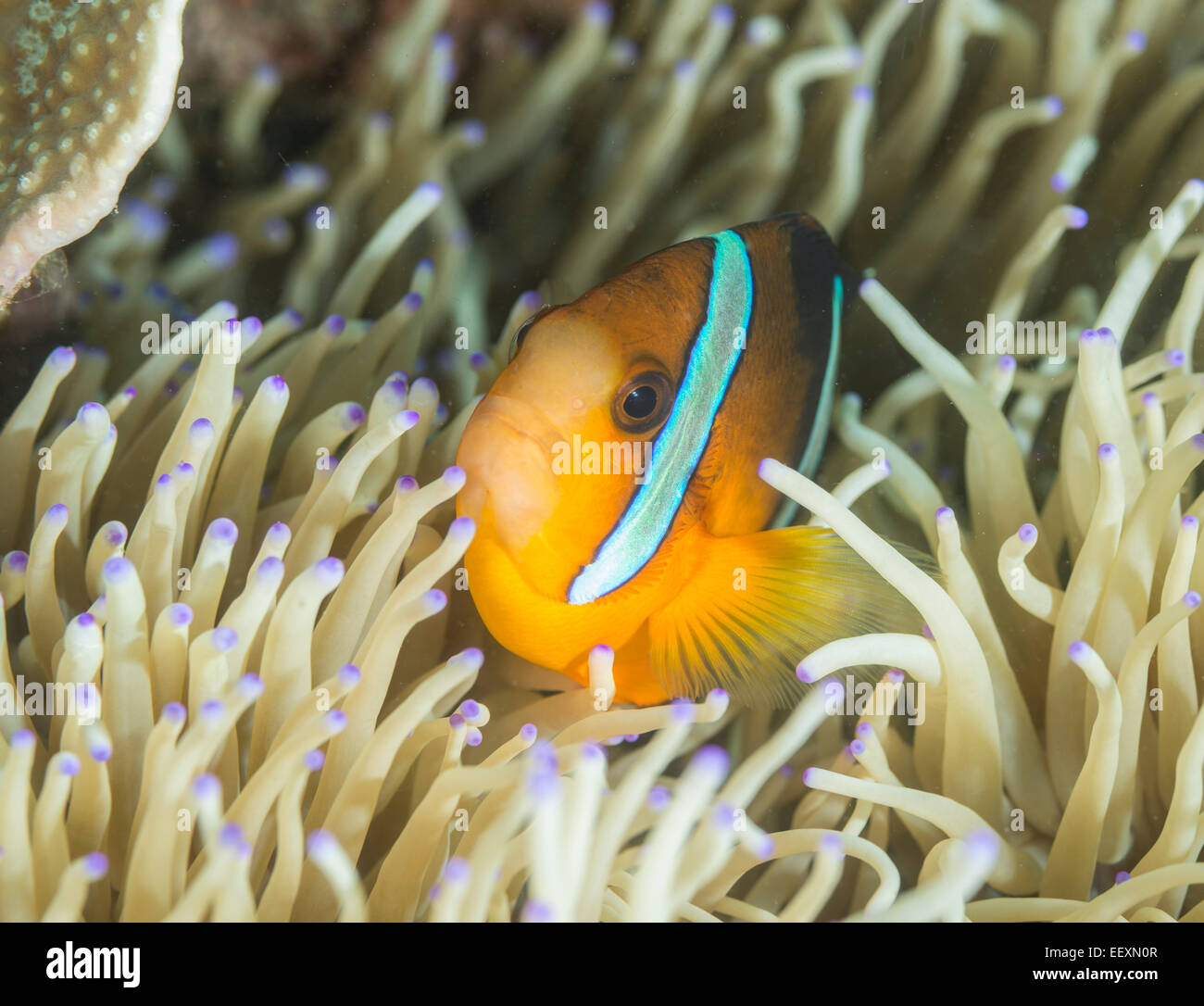 Clarks Anemonenfische in einer anemone Stockfoto