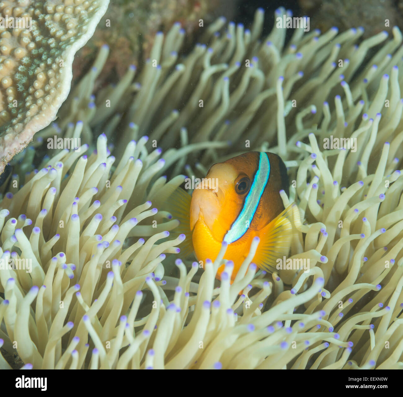 Clarks Anemonenfische in einer anemone Stockfoto