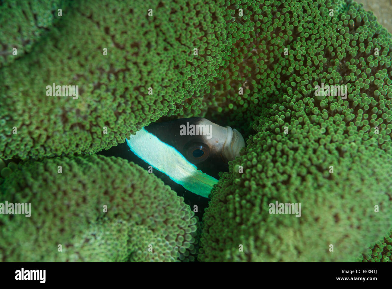 Clarks Anemonenfische in einer anemone Stockfoto