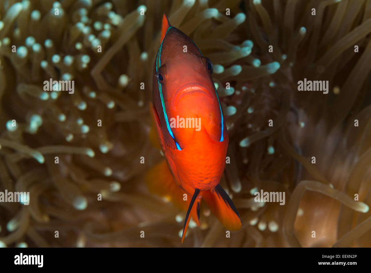 Tomaten-Anemonenfische in einer anemone Stockfoto