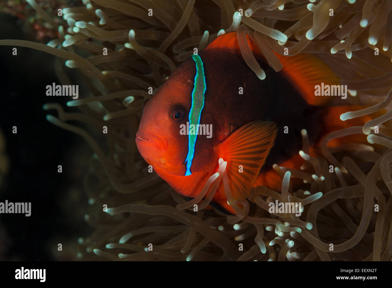 Tomaten-Anemonenfische in einer anemone Stockfoto