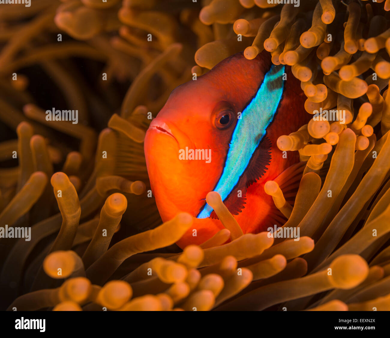 Tomaten-Anemonenfische in einer anemone Stockfoto