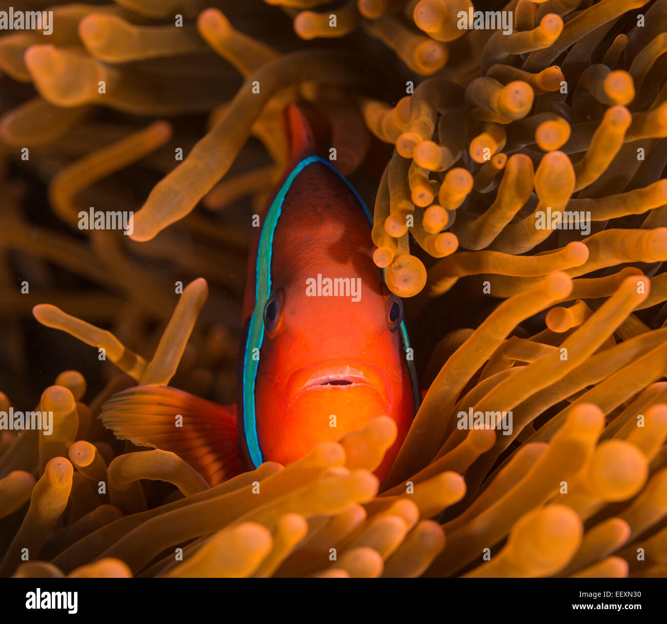 Tomaten-Anemonenfische in einer anemone Stockfoto