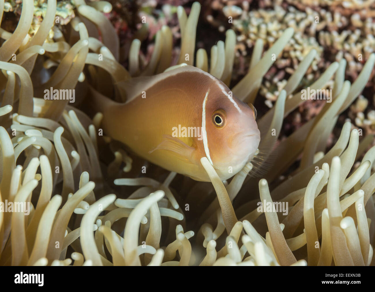 Rosa Anemonenfische versteckt in einer anemone Stockfoto
