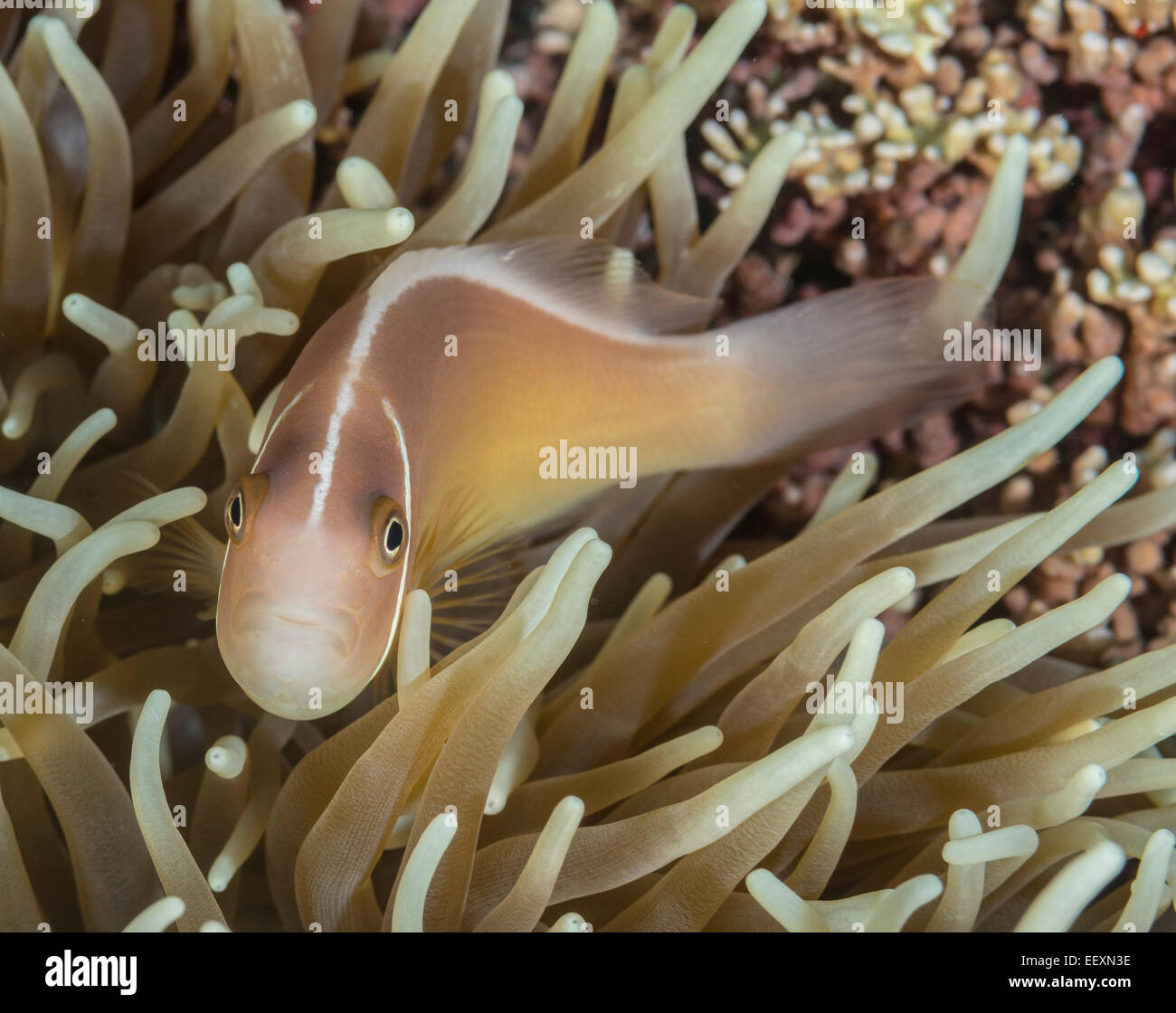 Rosa Anemonenfische versteckt in einer anemone Stockfoto