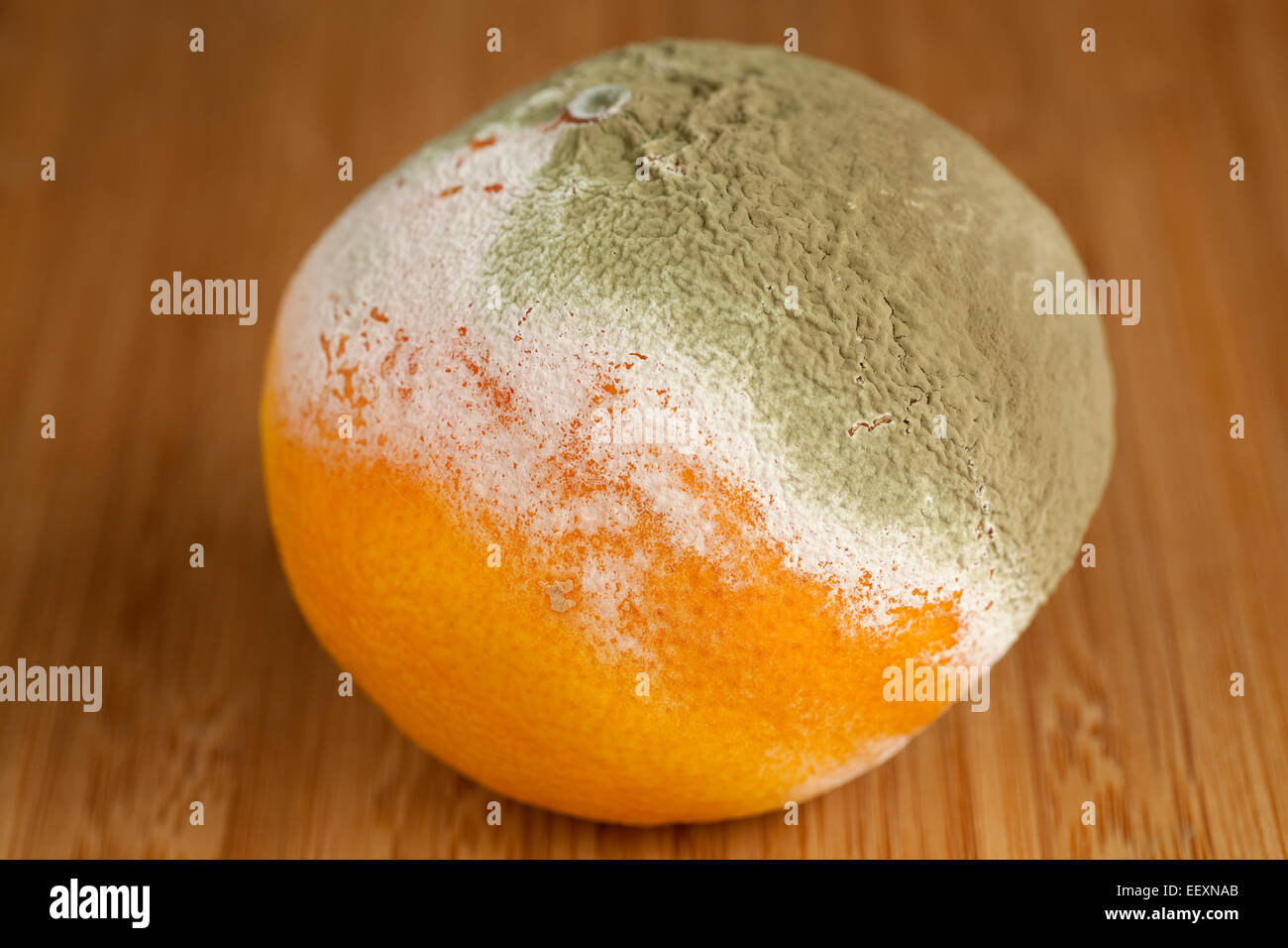 völlig verrottete Mandarin am Tisch in der Küche Stockfoto