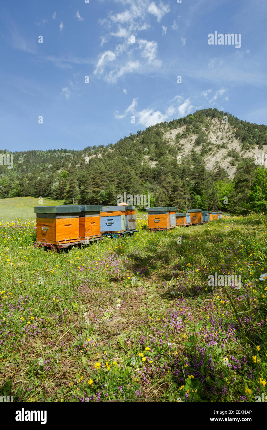 Frankreich Isere Parc Naturel Regional du Vercors (Naturpark Vercors) Bienenstöcke im Heu Wildblumenwiese, Mai Stockfoto