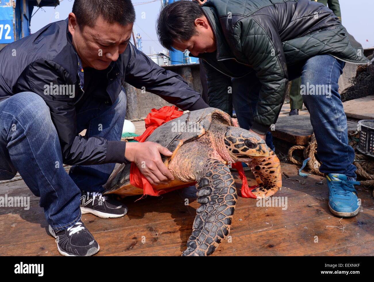 Changle, Chinas Provinz Fujian. 23. Januar 2015. Fischer binden einen roten Seide auf die Schildkröte, die am Zhanggang Hafen in Changle Stadt, Südost-China Fujian Provinz, 23. Januar 2015 veröffentlicht werden. Lokale Fischern gefangen eine ein Meter lange Schildkröte Gewichtung über 50 Kilogramm durch einen Unfall am Freitagmorgen als Angeln und veröffentlichte es danach bis zum Meer. Bildnachweis: Zhang Guojun/Xinhua/Alamy Live-Nachrichten Stockfoto