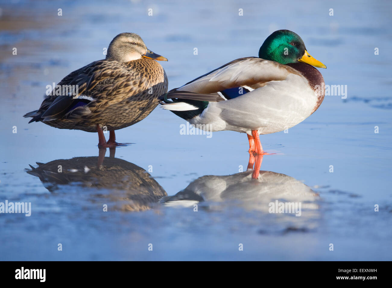 Stockente (Anas Platyrhynchos) auf einem Teich im Vereinigten Königreich im Winter. Januar 2015. Stockfoto