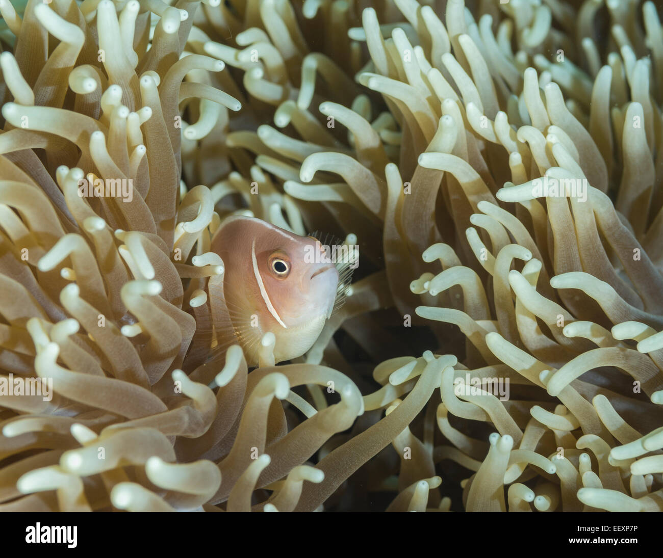 Rosa Anemonenfische versteckt in einer anemone Stockfoto