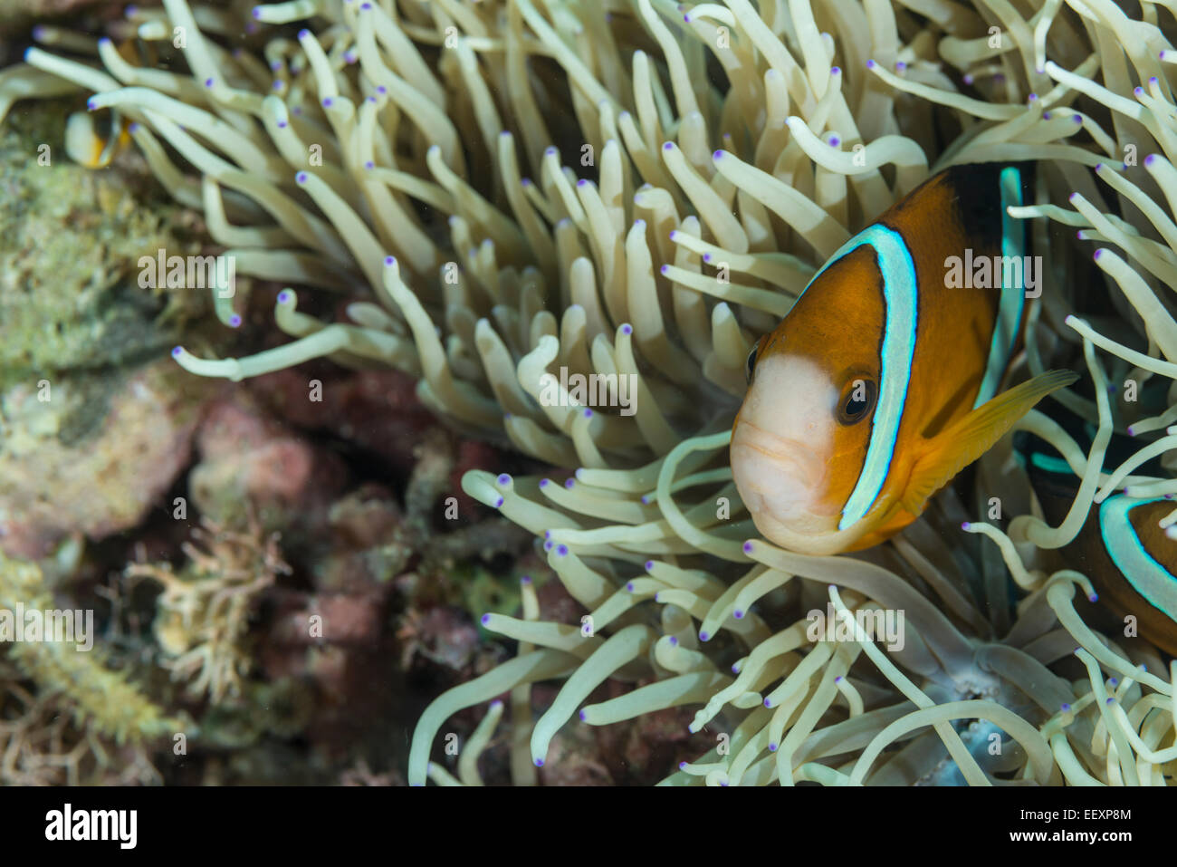 Clarks Anemonenfische in einer anemone Stockfoto