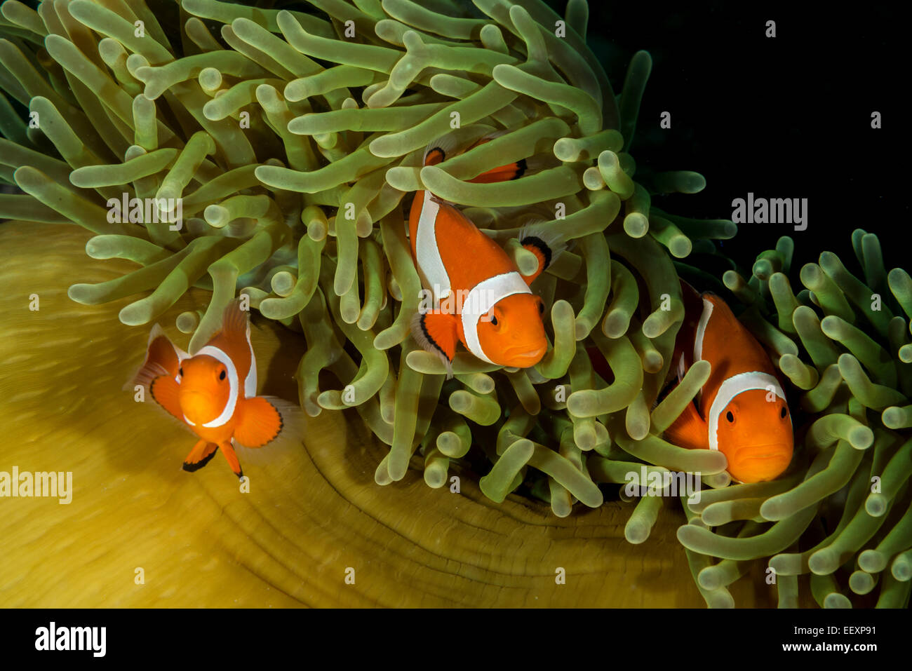 Falscher Clownfisch Stechen um einen geschlossenen herrliche Seeanemone Stockfoto