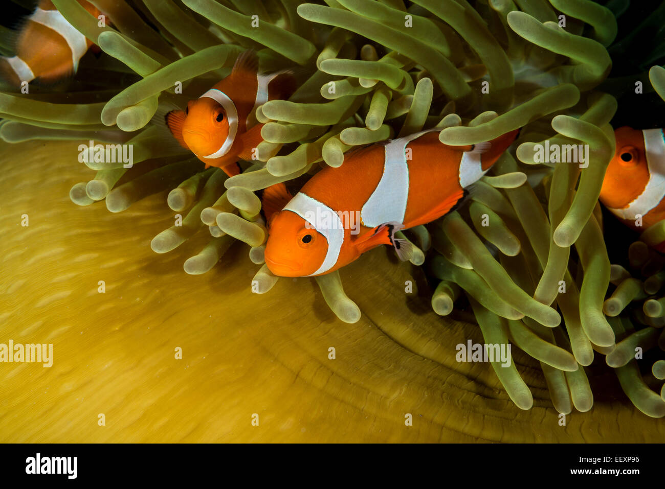 Falscher Clownfisch Stechen um einen geschlossenen herrliche Seeanemone Stockfoto