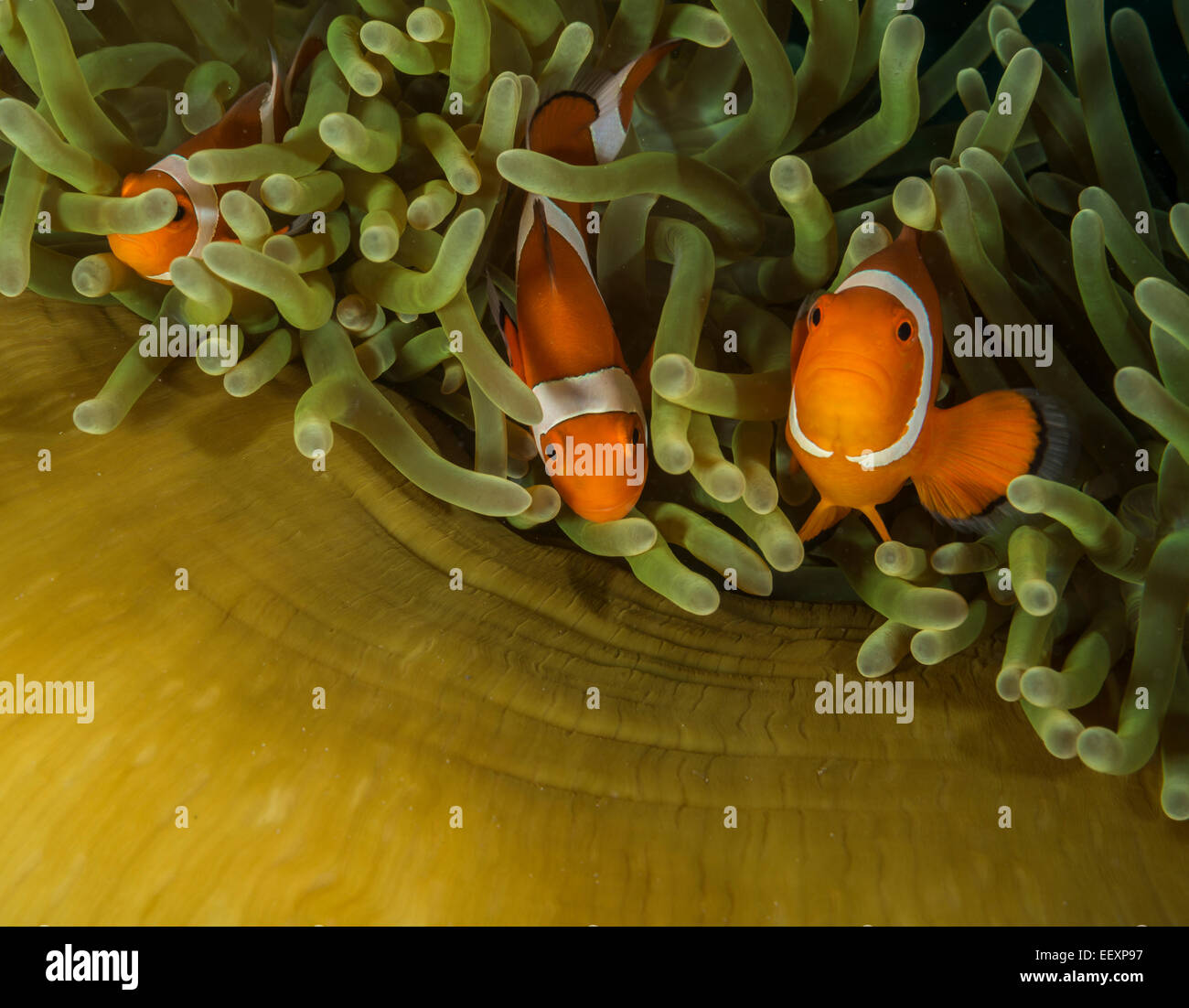 Falscher Clownfisch Stechen um einen geschlossenen herrliche Seeanemone Stockfoto