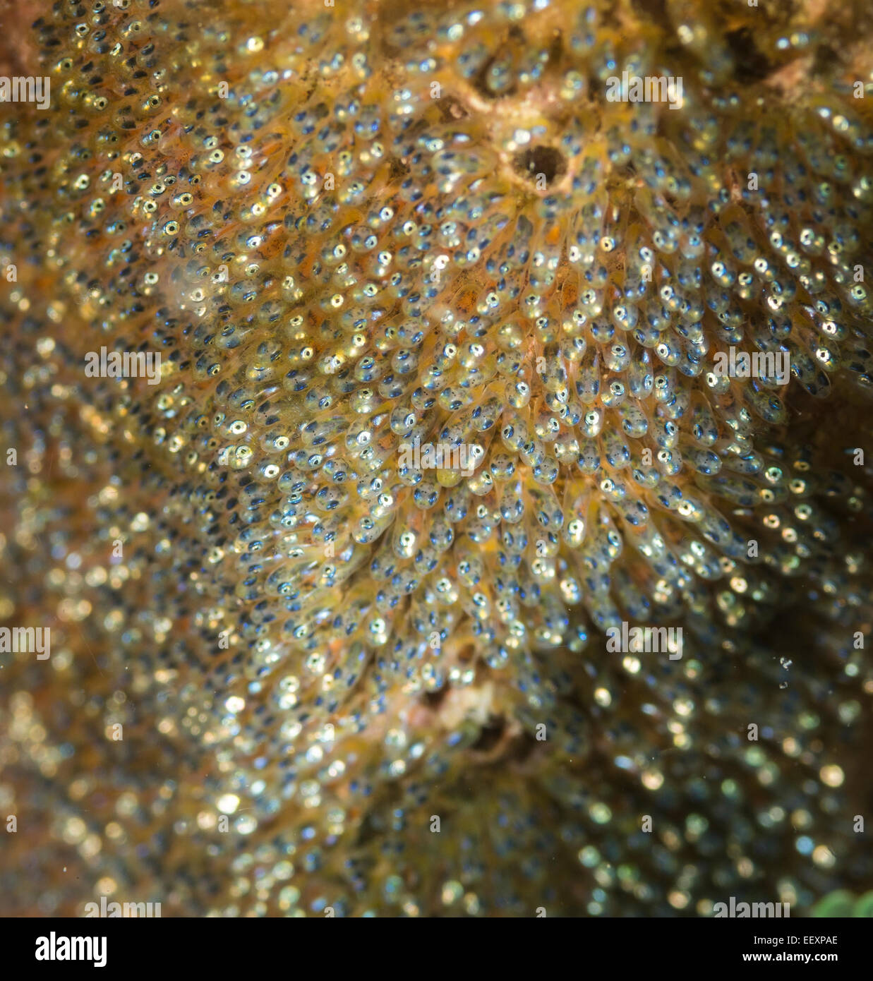 Eigelege von Clarks Anemonenfische Stockfoto