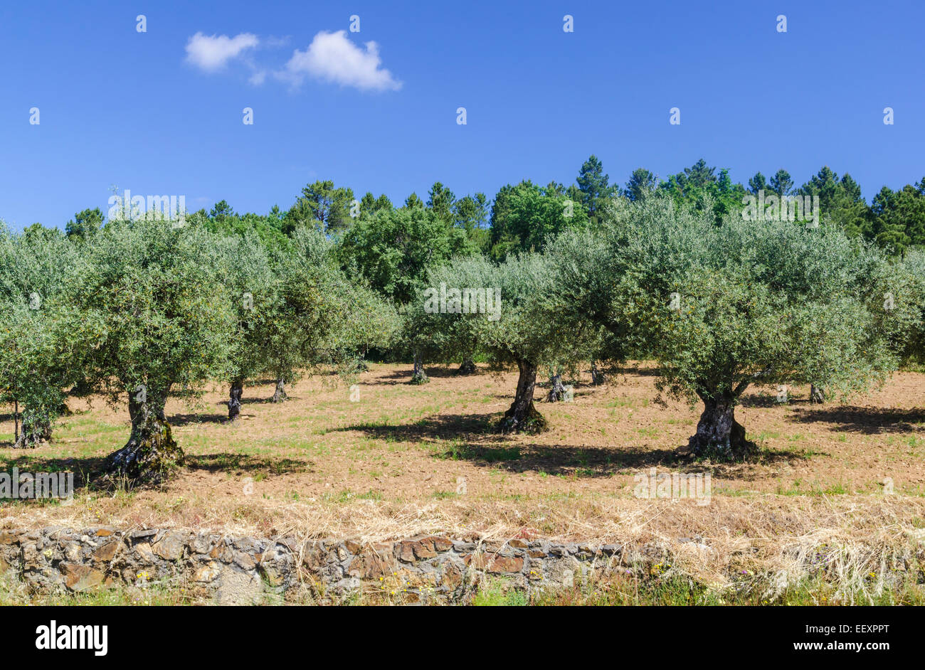 alte Olivenbäume im östlichen Portugal Stockfoto