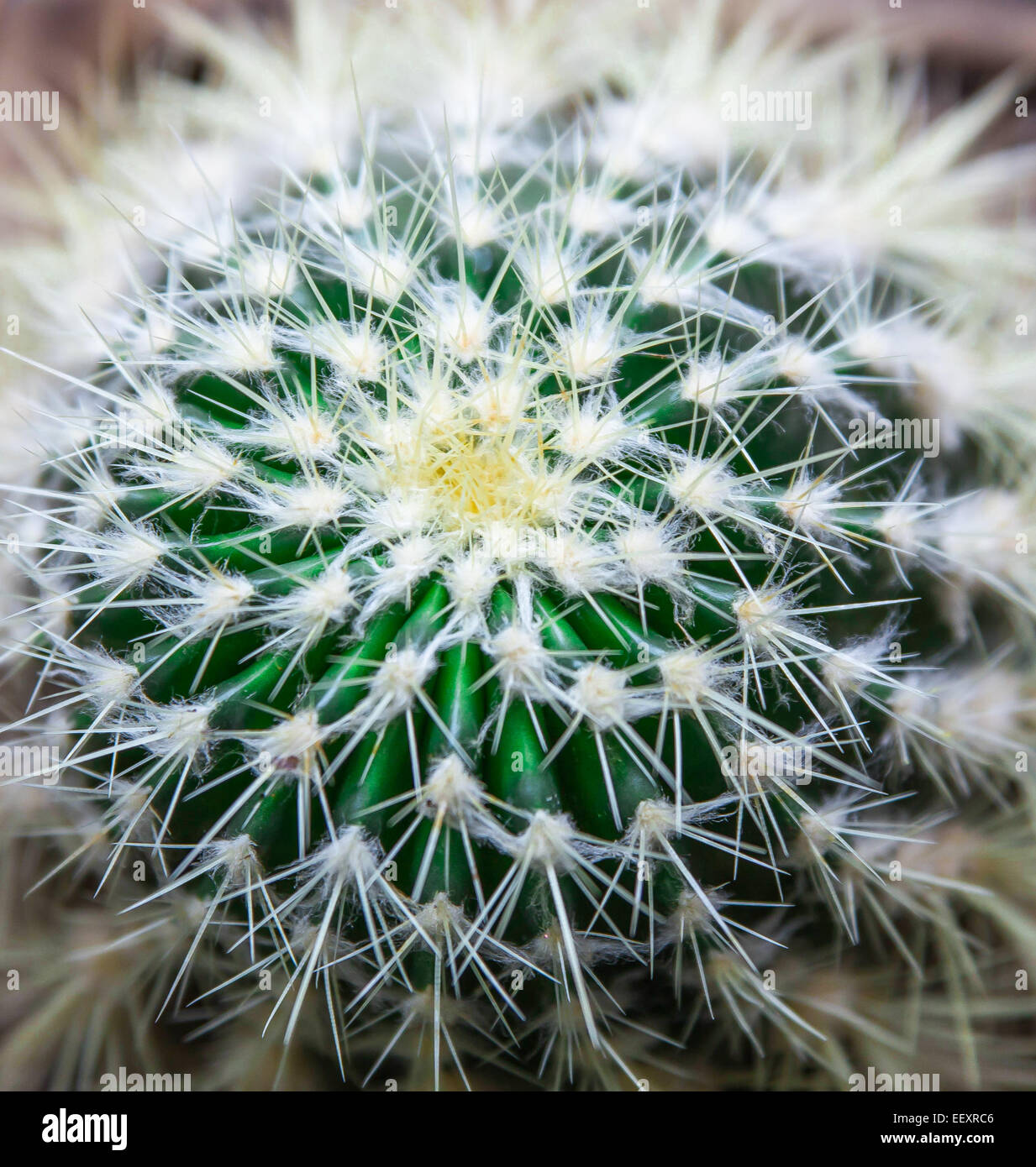 Kaktus fallenden weien Stacheln Stockfotografie - Alamy
