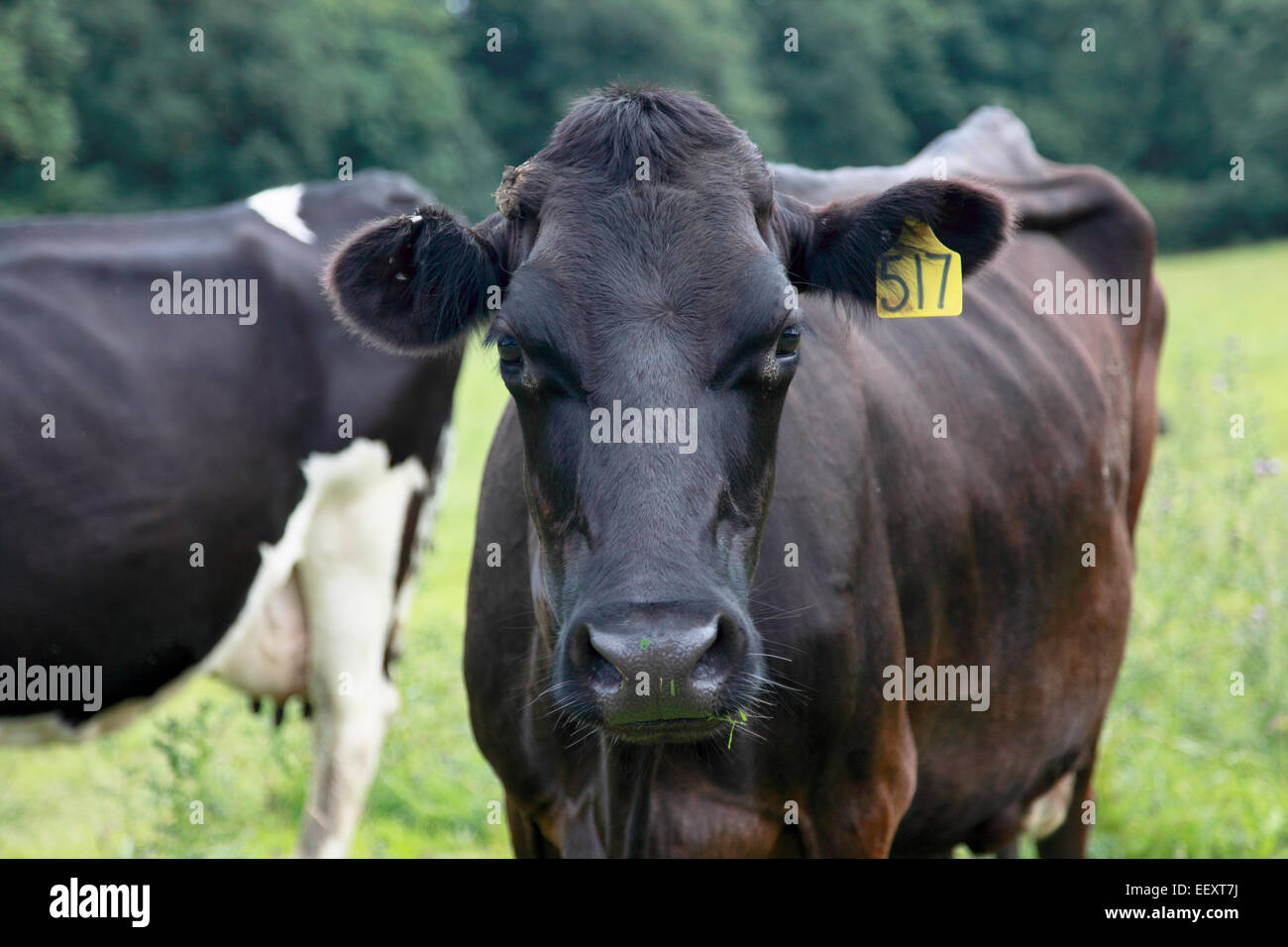 Eine Kuh mit einer Ohrmarke Identifikation Stockfoto