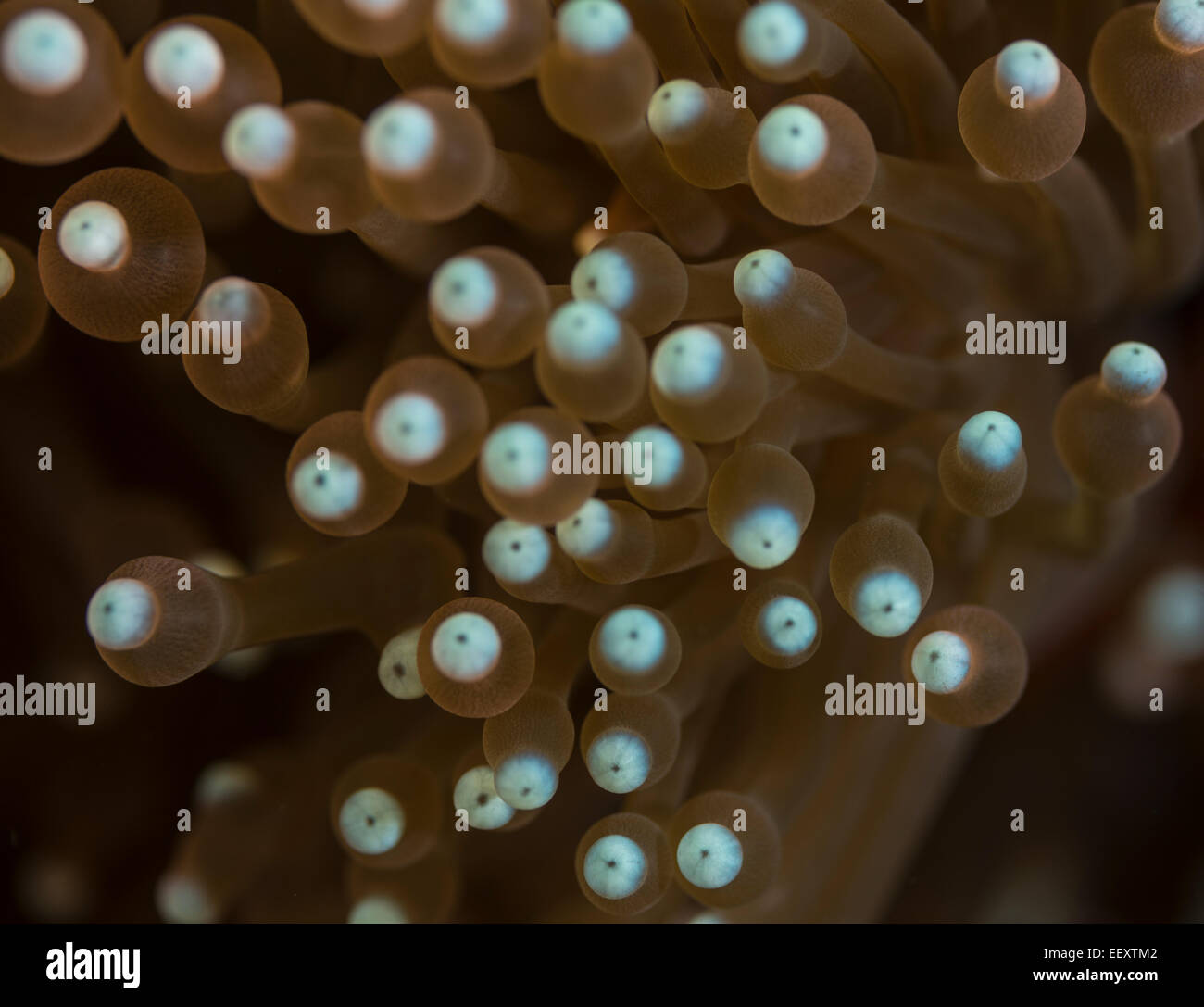 Detail eines herrlichen Seeanemone Stockfoto