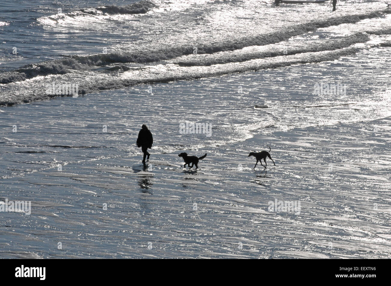 Eine Frau geht ihren beiden Hunden eine Cornish Strand entlang Stockfoto