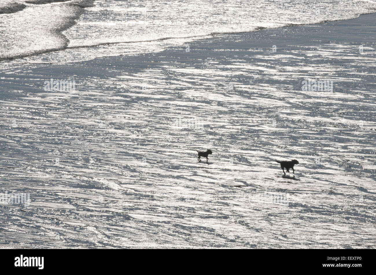 Zwei Hunde laufen an einem Strand in Cornwall Stockfoto