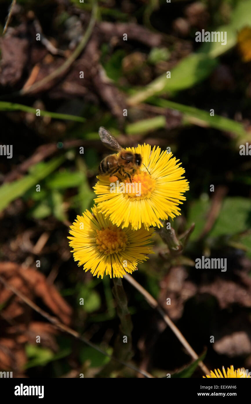 Die Blütezeit der Huflattich ist von Februar bis April. Oft man findet ihn auf Trails, Kiesgruben, in Feldern und Ufer. Seit der Antike bis heute ist es als Heilpflanze bekannt. Foto: Klaus Nowottnick Datum: 27. März 2014 Stockfoto